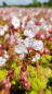 Preview: Geranium macrorrhizum "Spessart"- (Balkan-Storchschnabel "Spessart"),